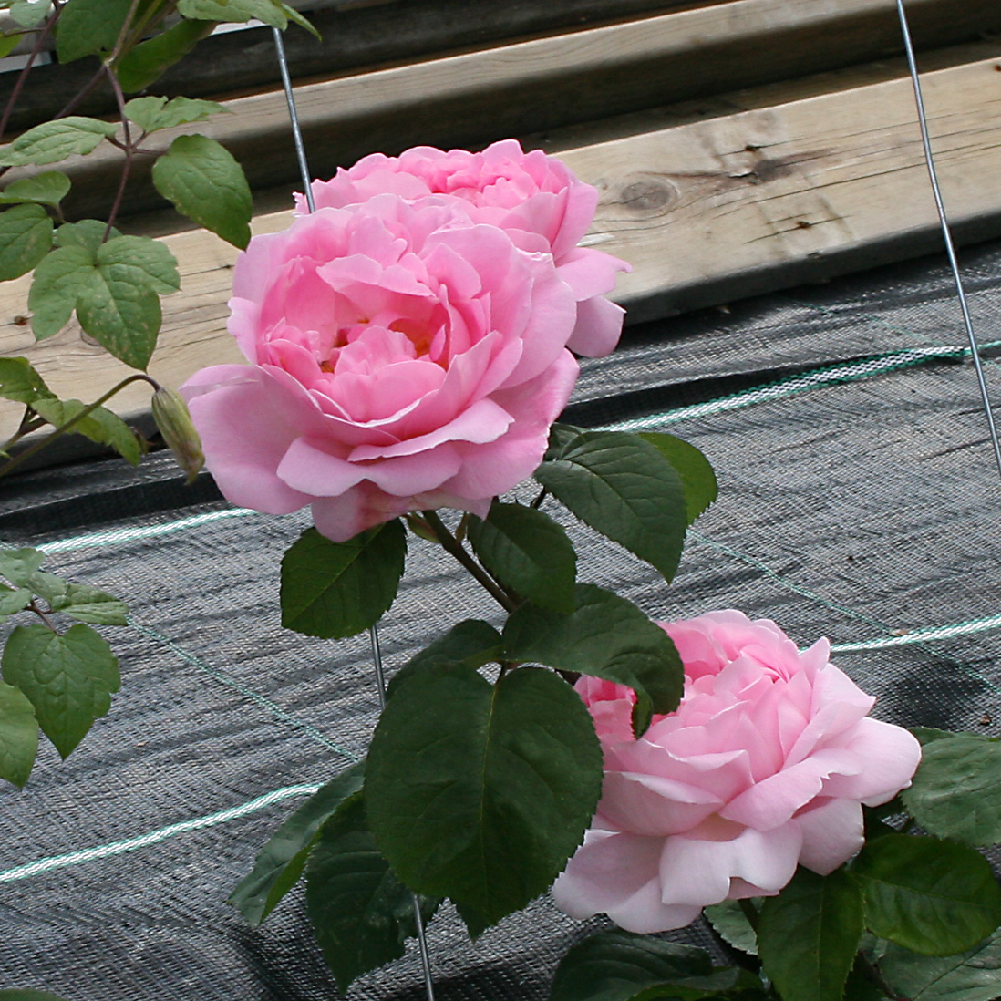 'Constance Spry', Klätterros / buskros